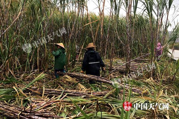 持续低温阴雨成“拦路虎” 影响柳城甘蔗砍运