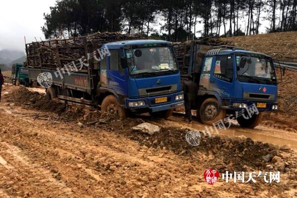 持续低温阴雨成“拦路虎” 影响柳城甘蔗砍运